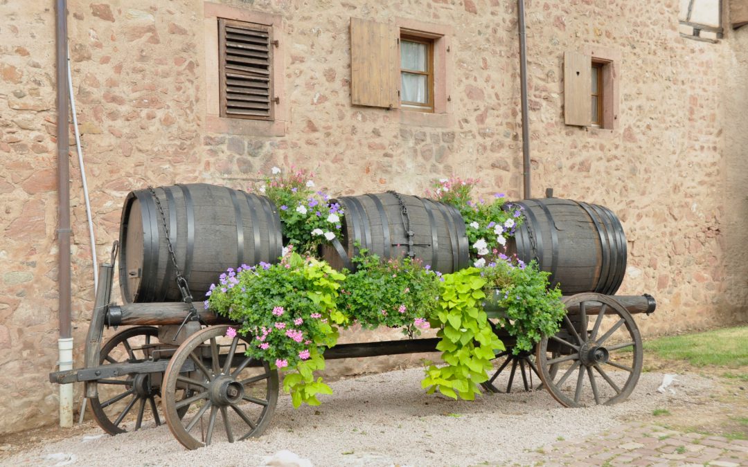 Visita guiada a la bodega